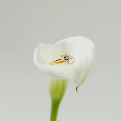 Daisy Ring Roségold